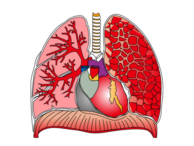 肺について知ってるかい？